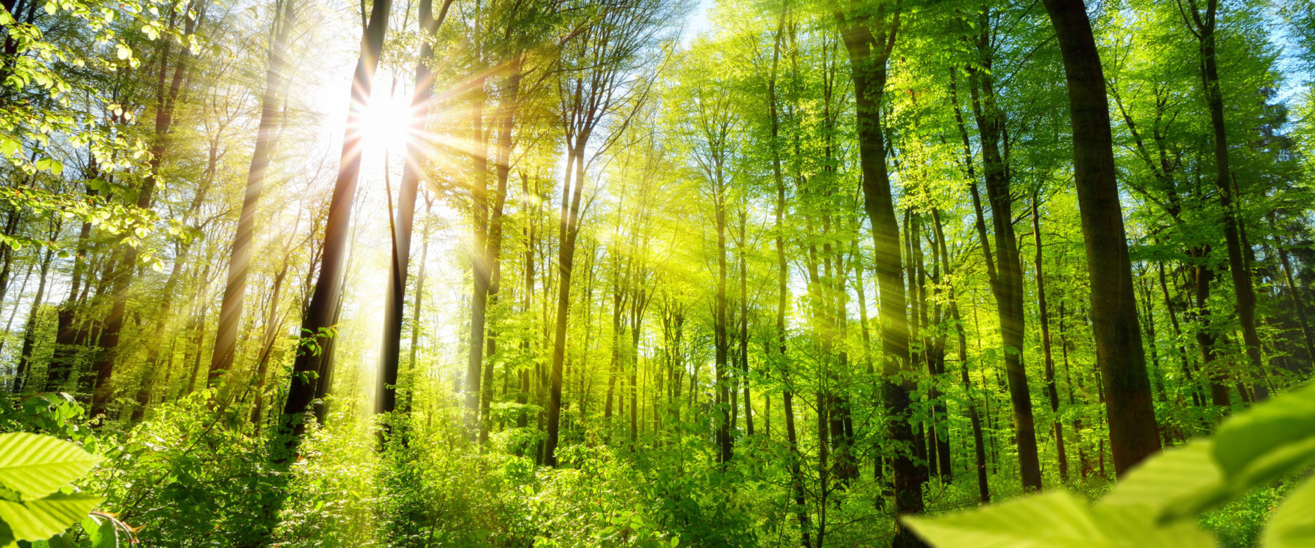 © Scenic forest of fresh green deciduous trees framed by leaves, with the sun casting its warm rays through the foliage delfort partners with Canopy to protect forests