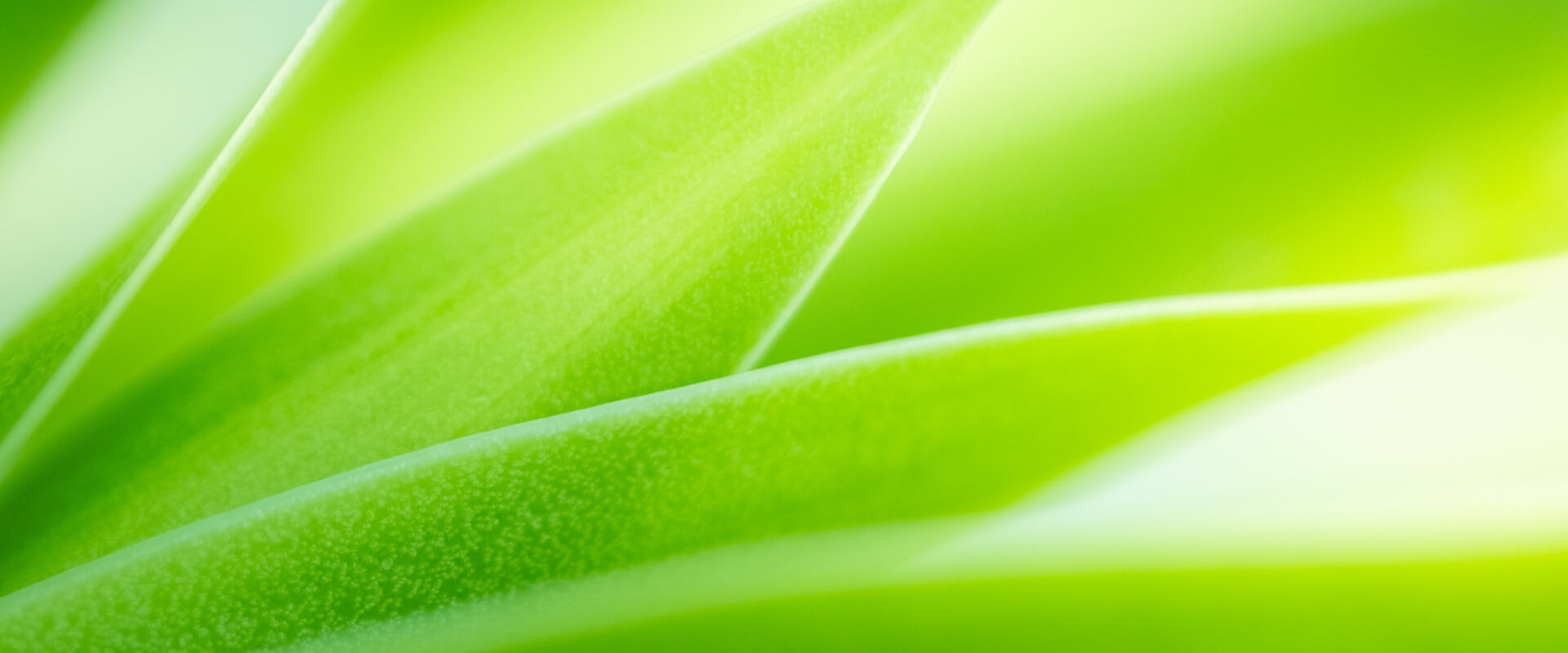 Nature of green leaf in garden at summer. Natural green leaves plants using as spring background cover page greenery environment ecology wallpaper