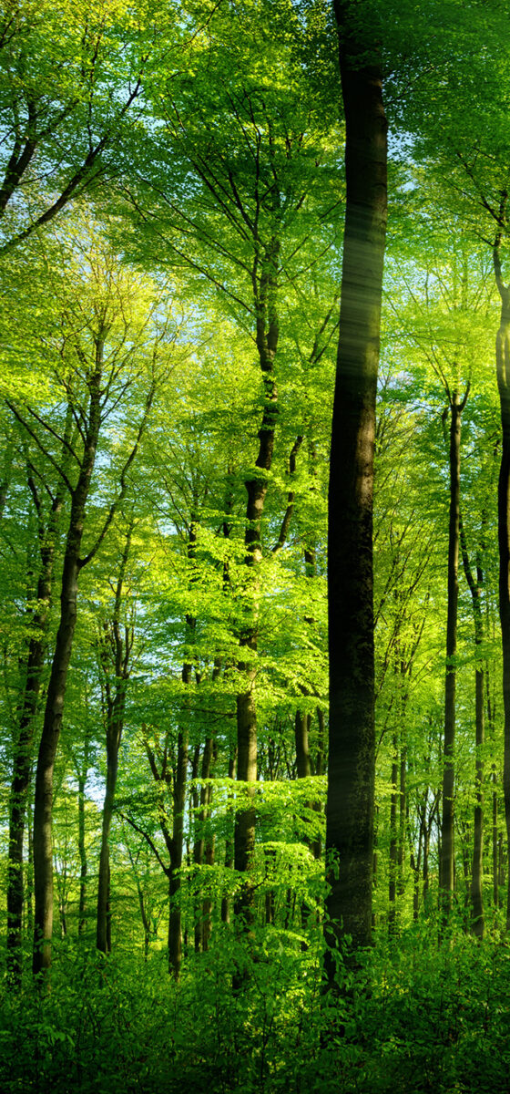 Wald Panorama mit Sonnenstrahlen