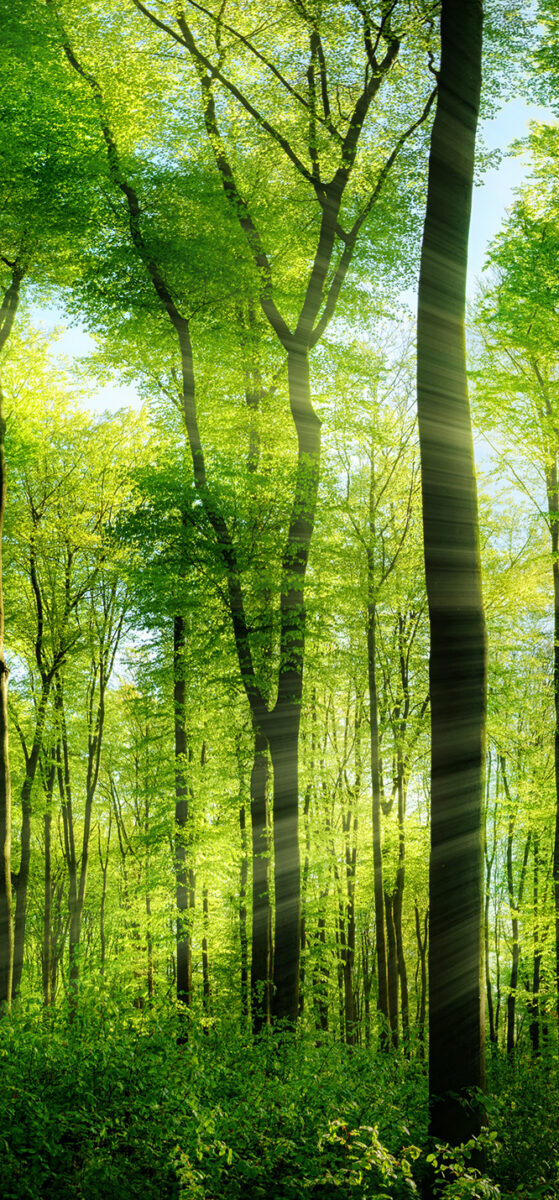 Wald Panorama mit Sonnenstrahlen