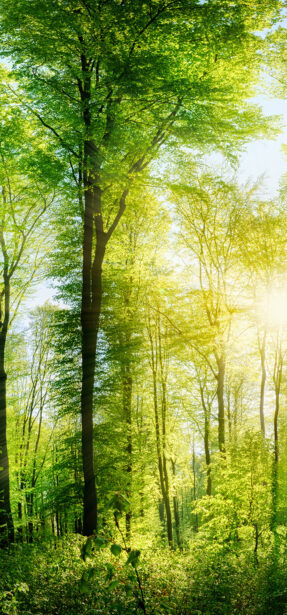Wald Panorama mit Sonnenstrahlen